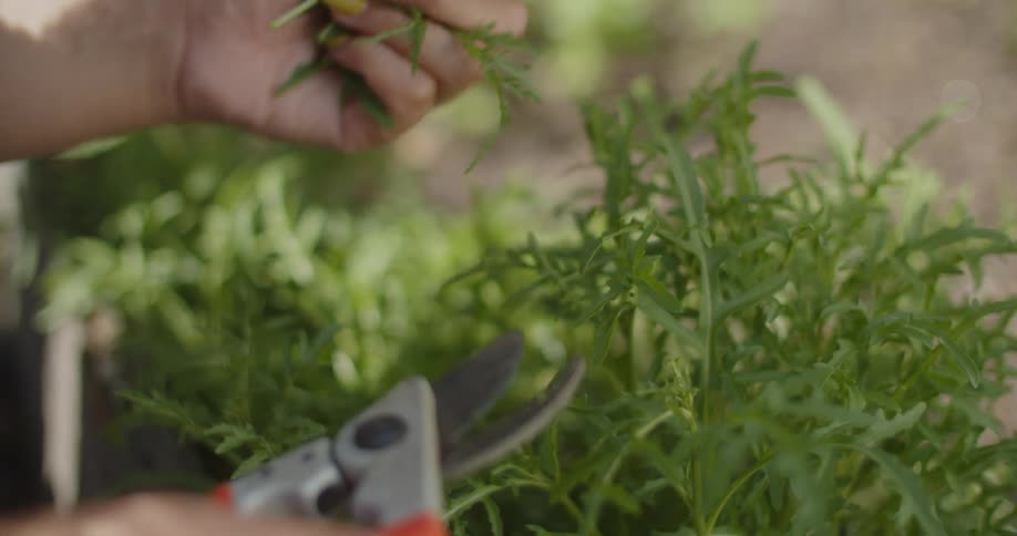Human hands using gardening shears to trim herbs
