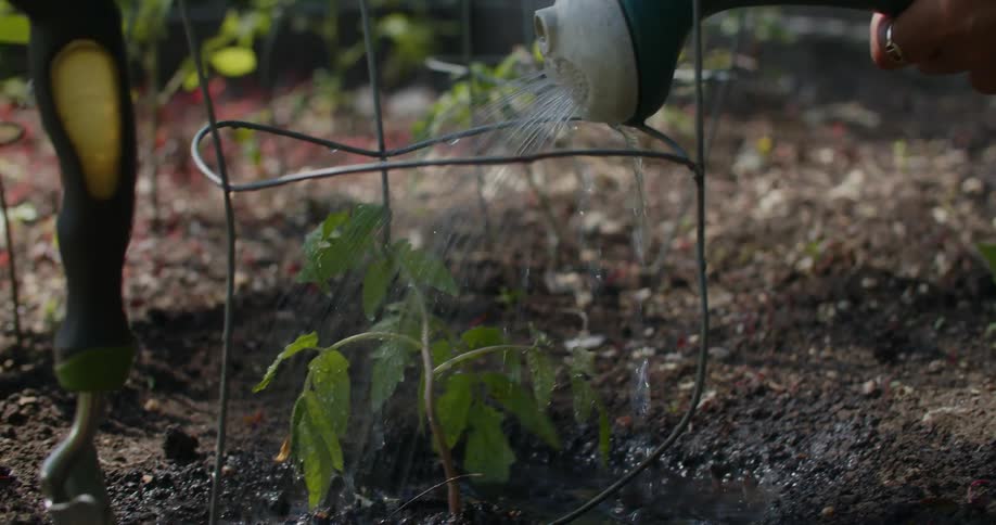 Hand holding a gallon and watering a small plant