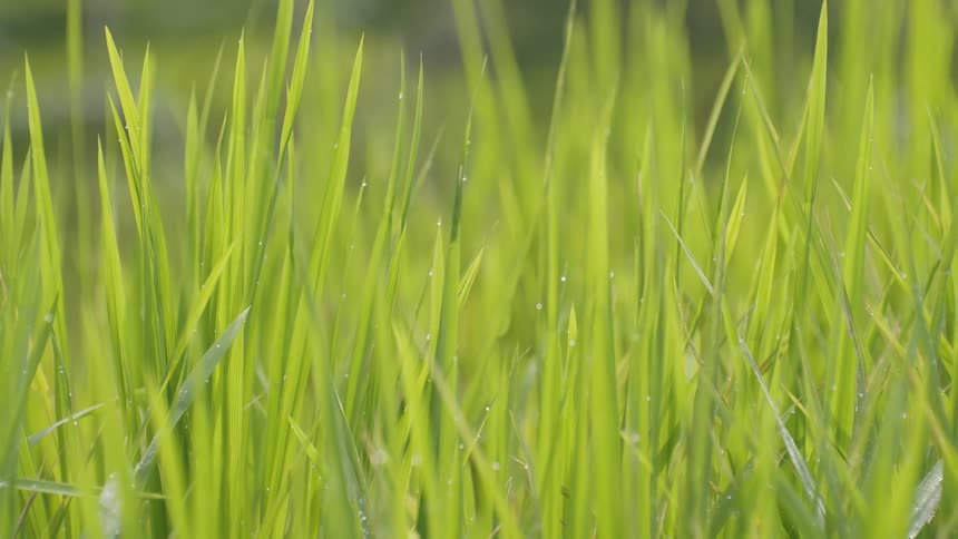 Close up view of rice fields in Bali