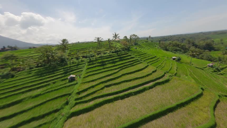 Aerial panorama of a terraced green agricultural area with palm trees and vegetation