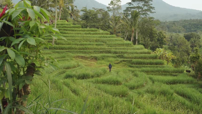 A man walking up terraced rice fields in Bali to begin harvesting