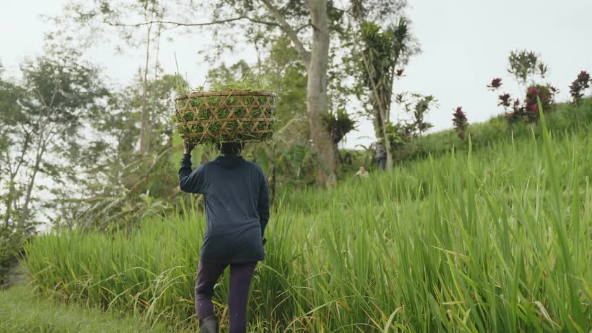 A local Balinese farmer walking through a lush green rice field carrying a woven basket on his head
