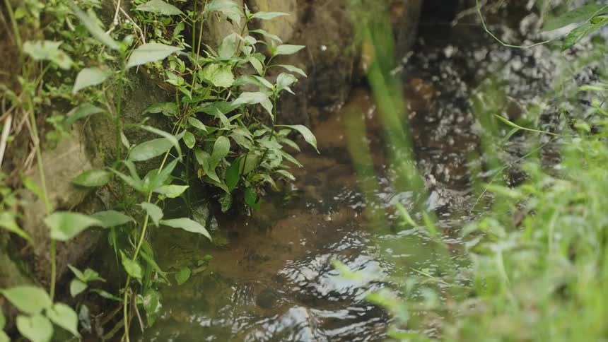 A serene stream flows between overgrown banks surrounded by lush green plants