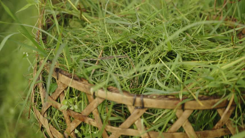 Harvested rice in a large handwoven basket