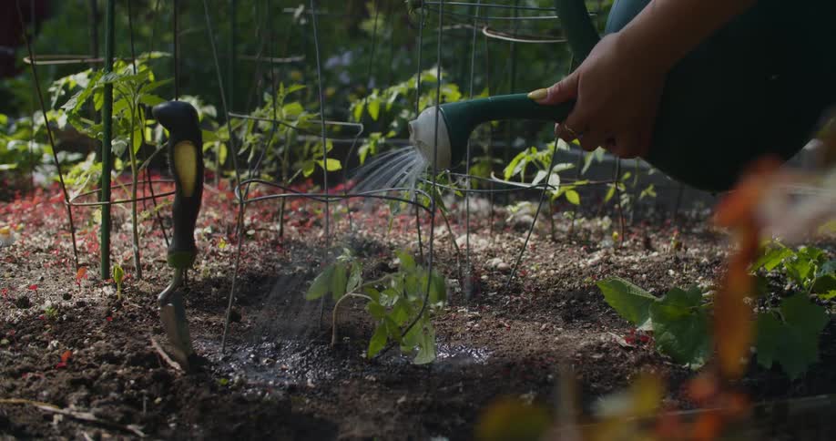 Womans hand watering a small plant