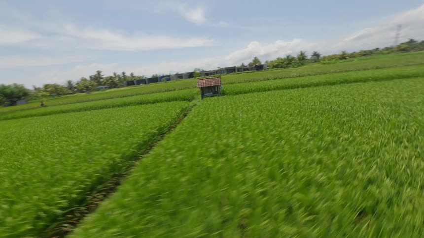 A small hut located in the middle of agricultural fields in a rural area