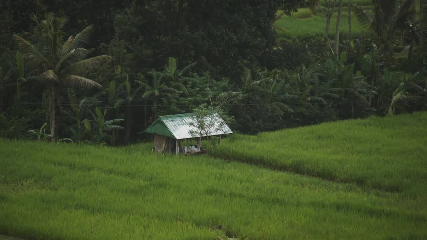 A small solitary hut with a metal roof stands on vibrant green rice paddies