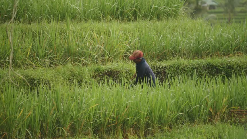 A local farmer in Bali harvesting rice with a hand scythe