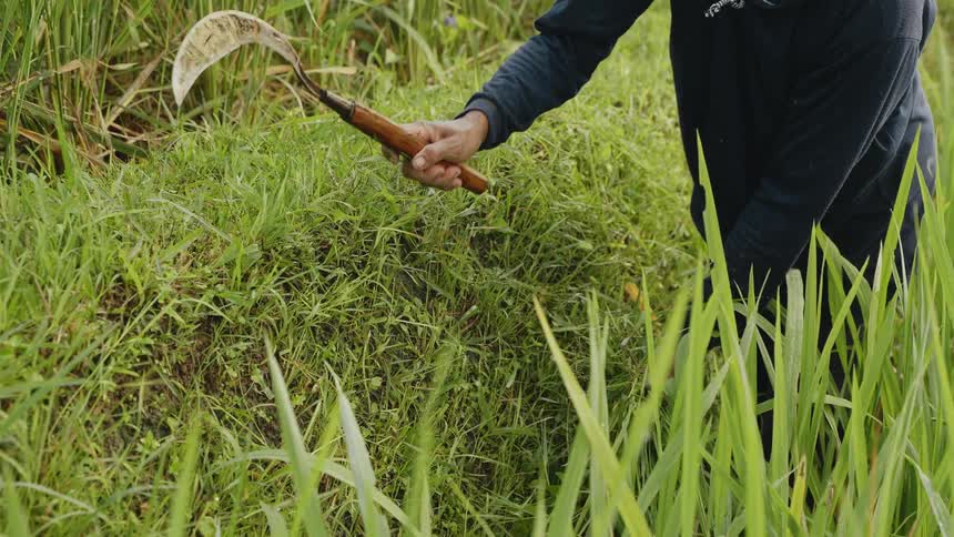 Man with a small scythe harvesting rice from tropical fields in Bali