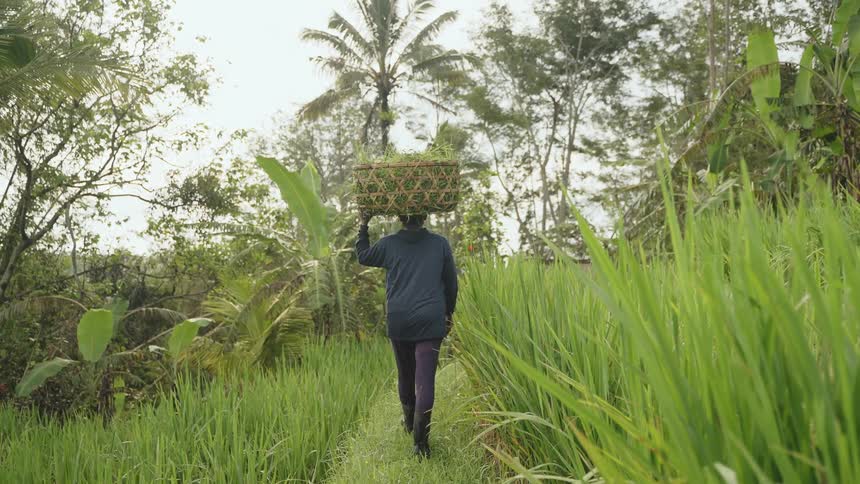 A rice farmer carries a basket of hand-harvested crop on his head.