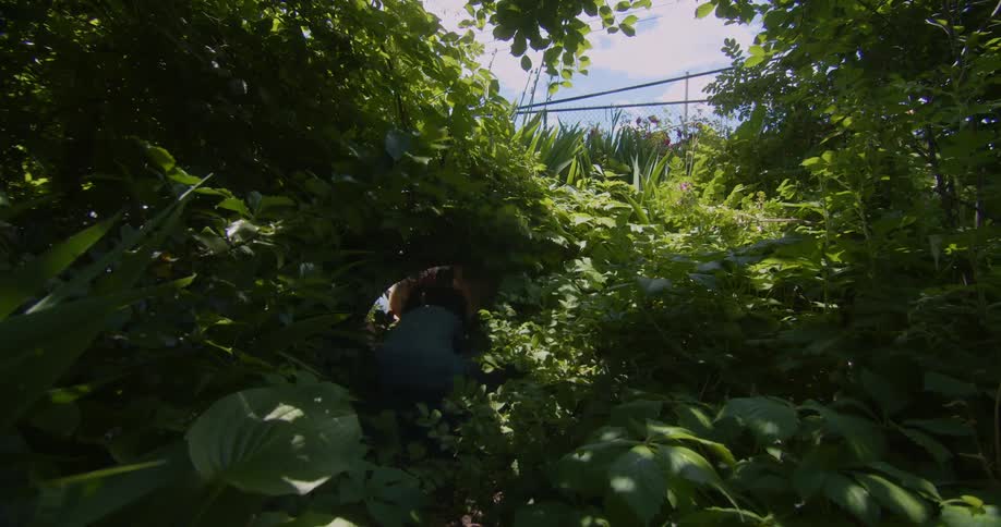 A child running through the lush overgrown vegetation in the backyard