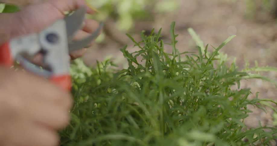 Closeup of a gardener's hands trimming herbs with gardening shears