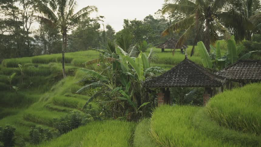 Lush tropical rice fields with Balinese cultural huts