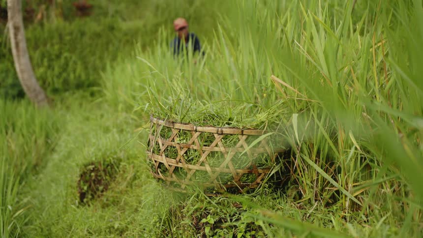 A man works in a rice field as a basket full of the crop sits on a bank