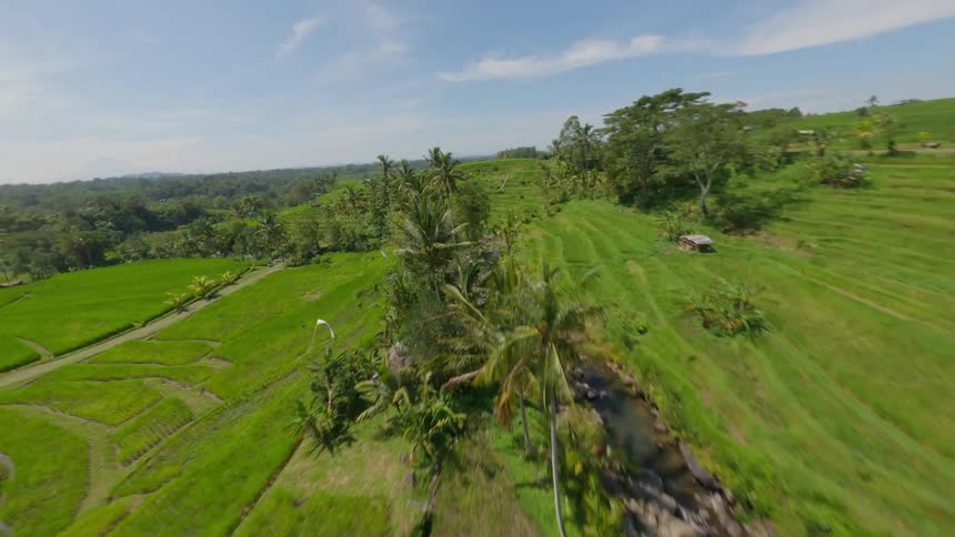 Aerial view of agricultural fields and tropical palm trees