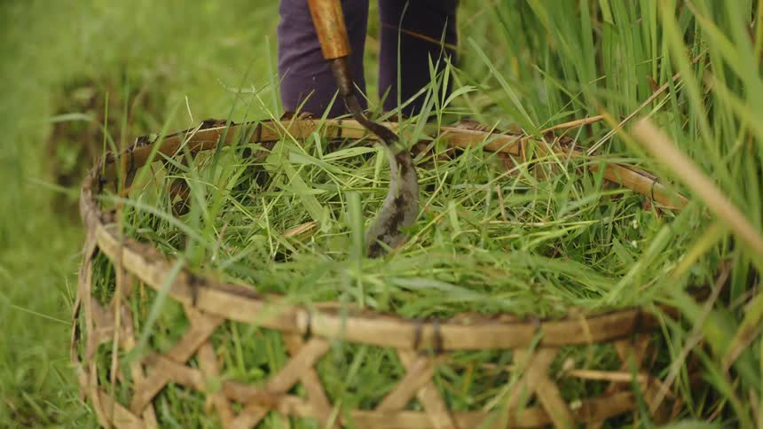 A farmer compresses the harvested rice in a woven basket using his hands and a small scythe