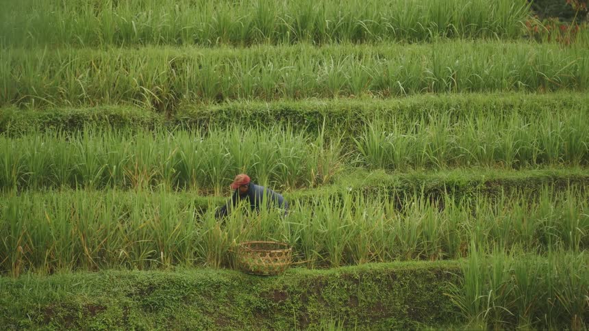 A local farmer in Bali harvesting on terraced rice paddies