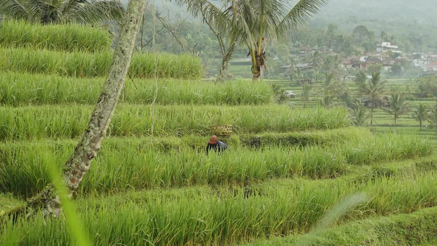 A farmer harvesting on a lush green terraced rice field
