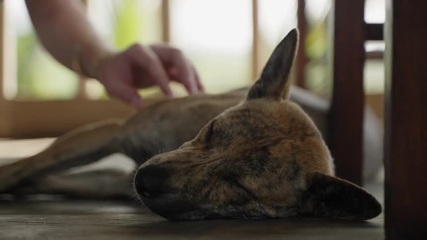 A closeup of a dog lying down on a wooden floor as a woman pets him