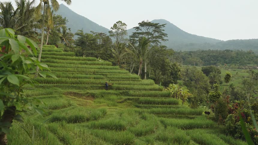A person harvesting in a lush rice field in Bali with mountains on the horizon