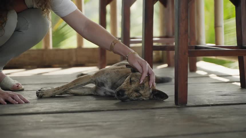 A closeup of a dog lying down on a wooden floor and a human hand gently touching its head