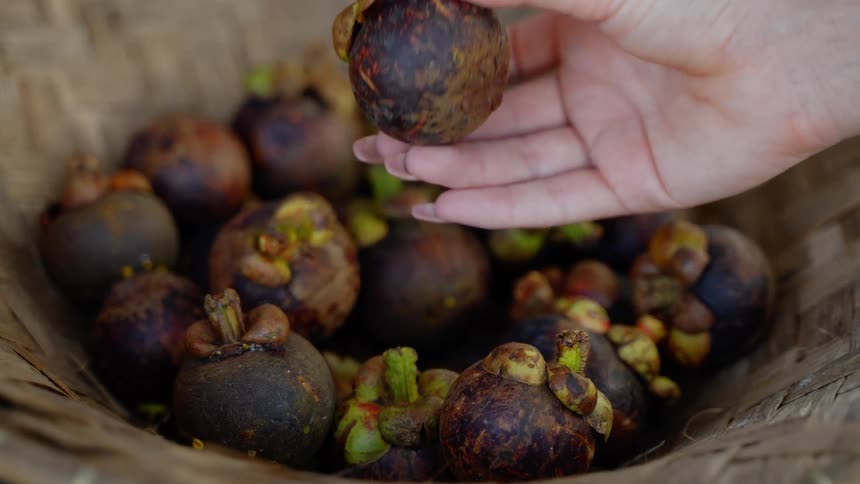 A hand selecting ripe mangosteen fruits from a woven basket