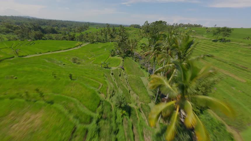 An aerial view of green fields with paths, lush palm trees, and a creek through the middle.