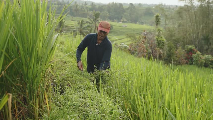 Man with a scythe harvesting rice in an agricultural field of Bali