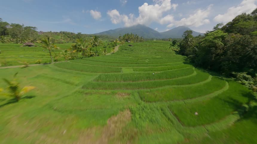 Aerial view of a lush green terraced fields with rows of crops