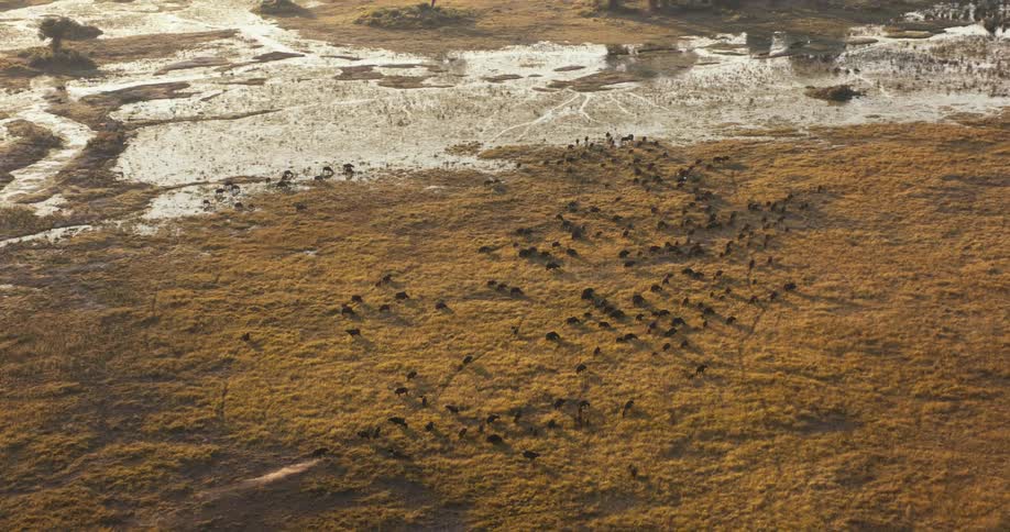 A herd of buffalo grazing in a field with patches of water and sparse vegetation