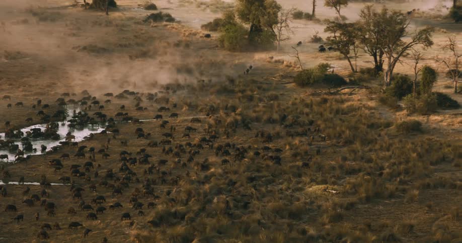 A large herd of cape buffaloes moves past a tree on the Okavango Delta