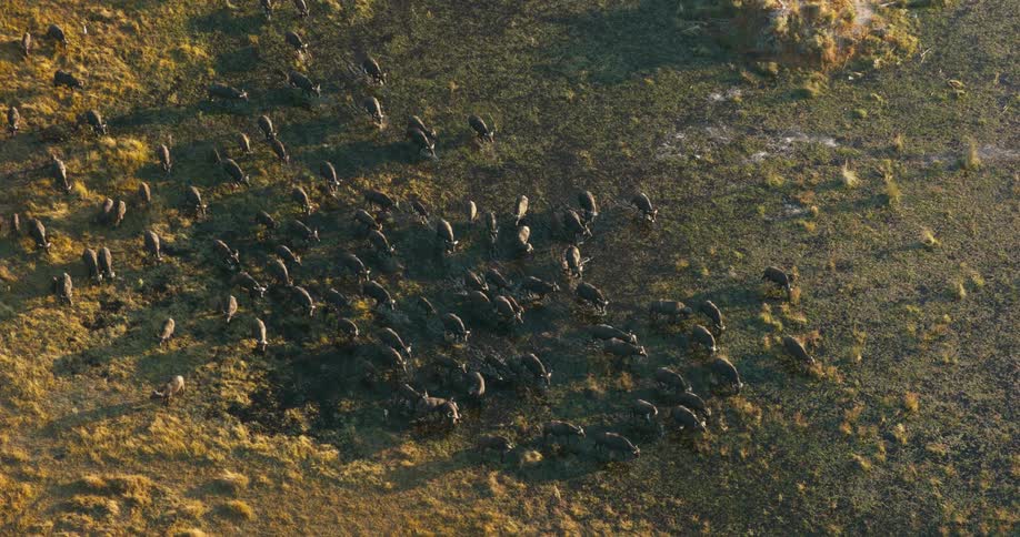 Aerial landscape of a jungle with buffaloes walking