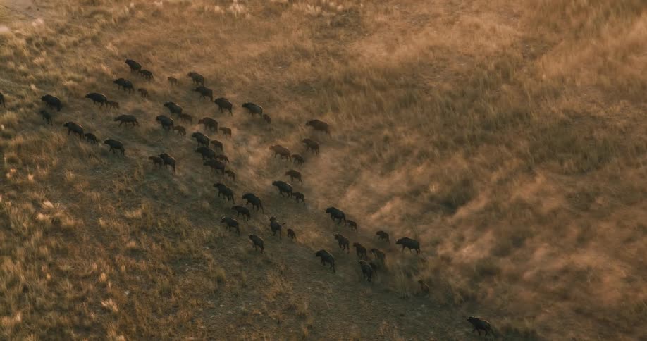 A herd of buffalo moving through a grassy terrain