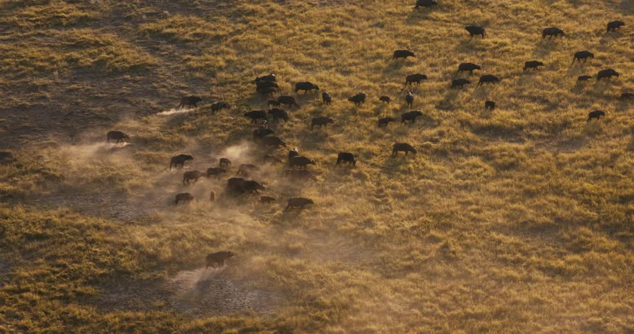 Aerial panorama of buffaloes walking through the jungle