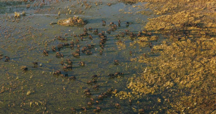 Aerial footage of a herd of buffaloes roaming the safari