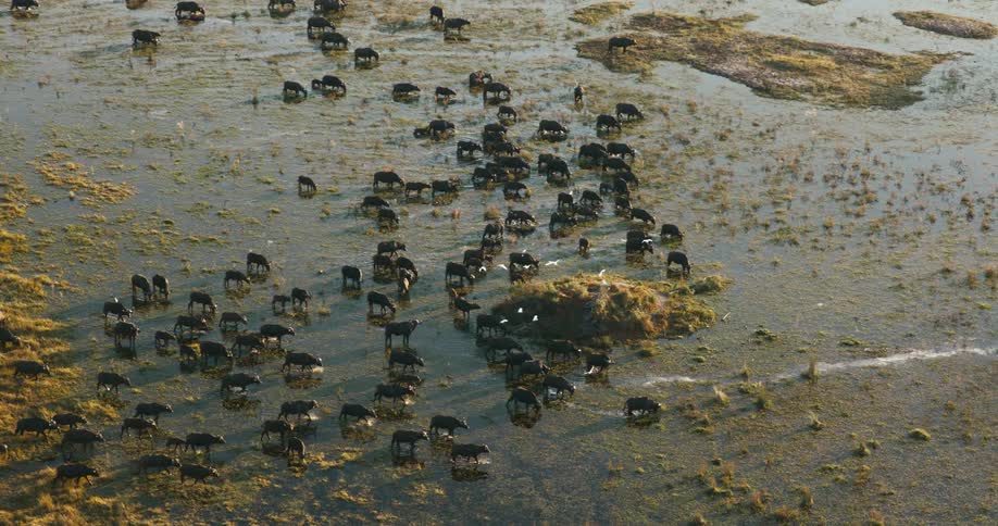 Herd of buffaloes walking in a swamp region with shallow water