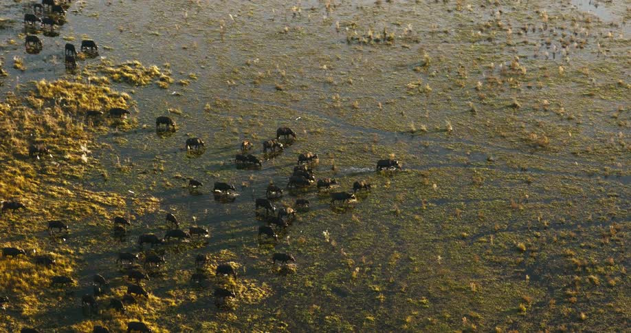 Aerial view of buffaloes crossing a swamp