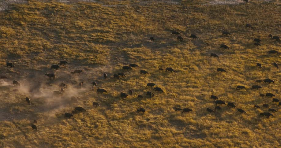 A herd of buffaloes crosses the field