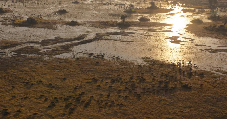 A herd of buffaloes grazing on a grassland near a swampy area