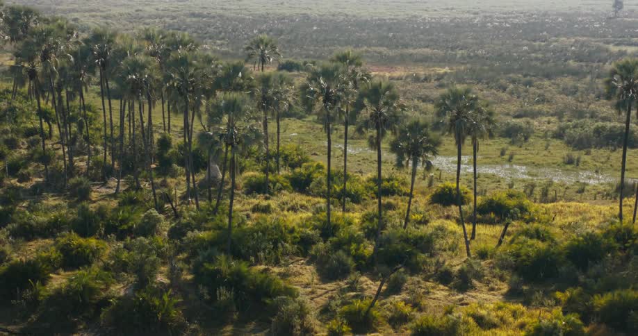 A landscape featuring a dense cluster of tall palm trees set against grassy terrain