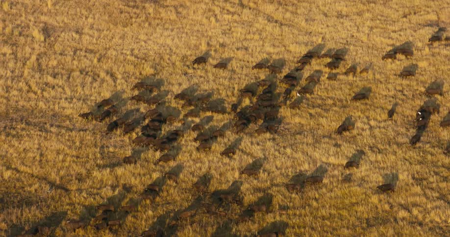 A white bird flies over a herd of buffaloes moving across a grassy plain
