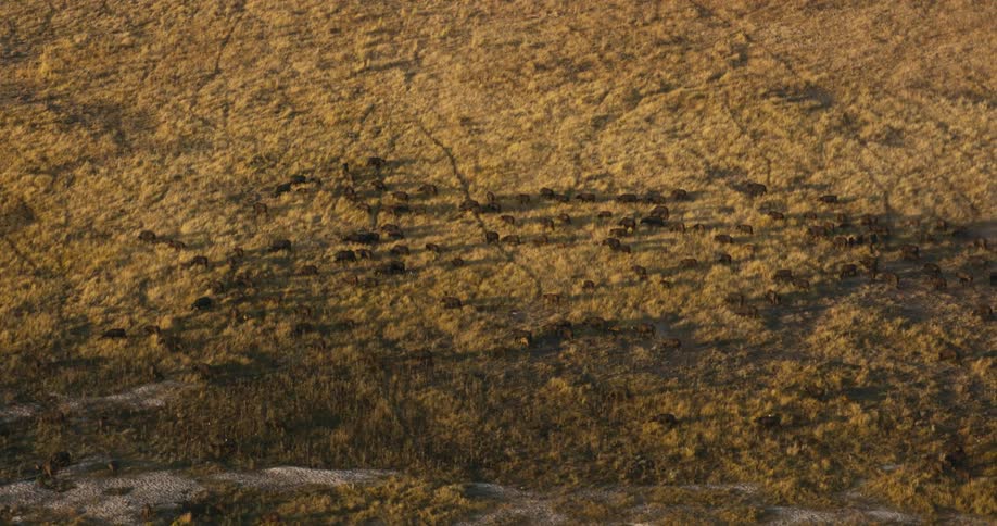 A herd of buffaloes moving across a grassy landscape during golden hour