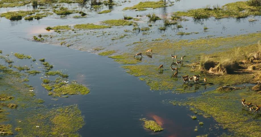 Some red lechwes antelopes are close to a river in an area with vegetation and are drinking the water from the river