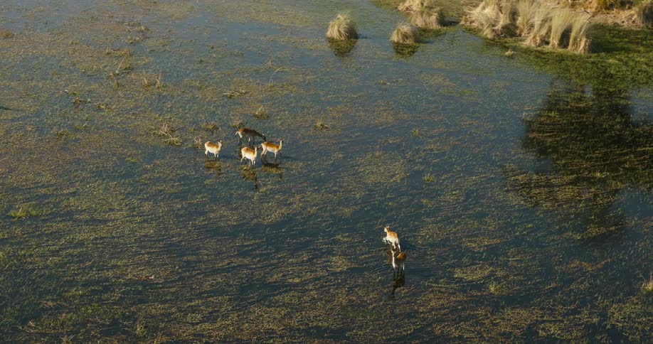 Birds fly over red lechwes antelopes splashing through a marsh