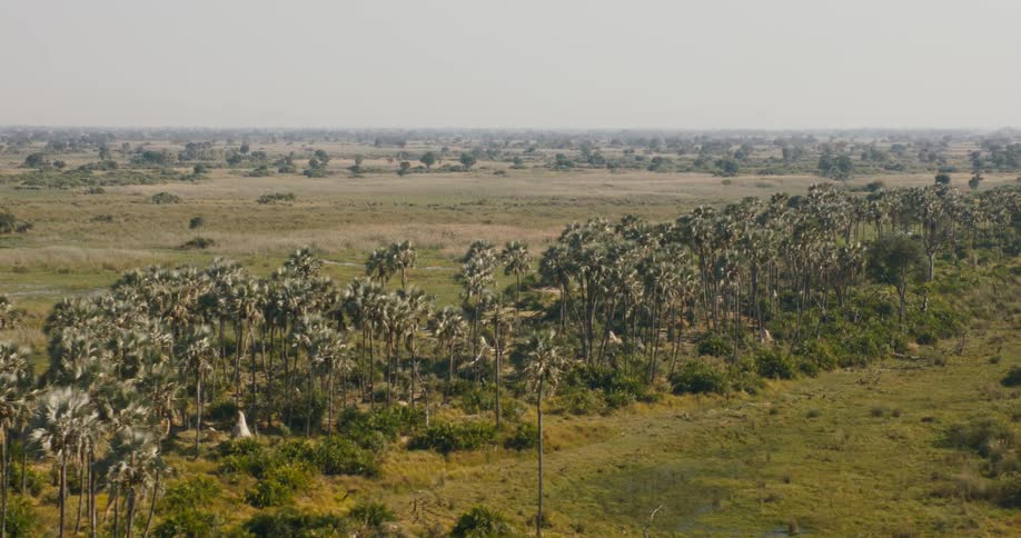 Grove of palm trees forms a strip through grasslands on an overcast day