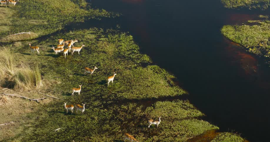 Red lechwes by a swamp in the Okavango Delta