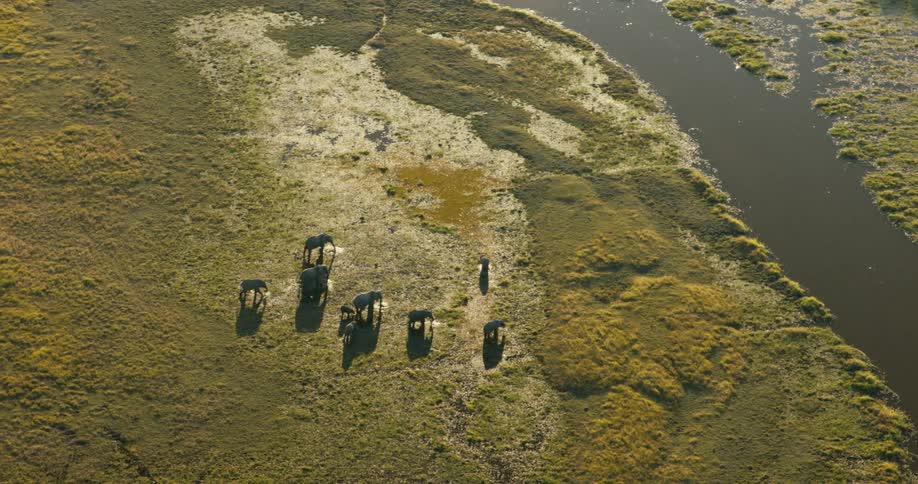 Aerial panorama of a group of elephants near a river in the jungle