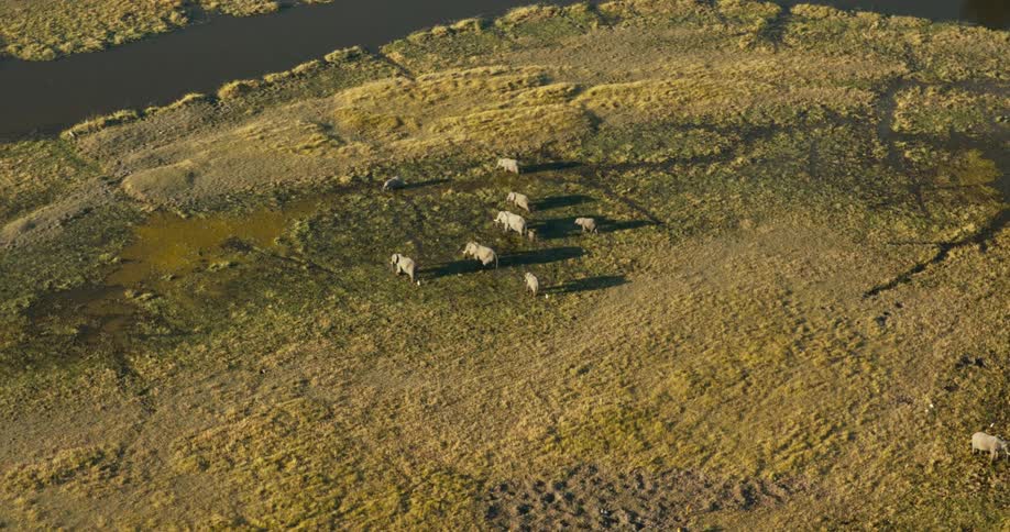 A group of animals are in the grass next to a river of dark water