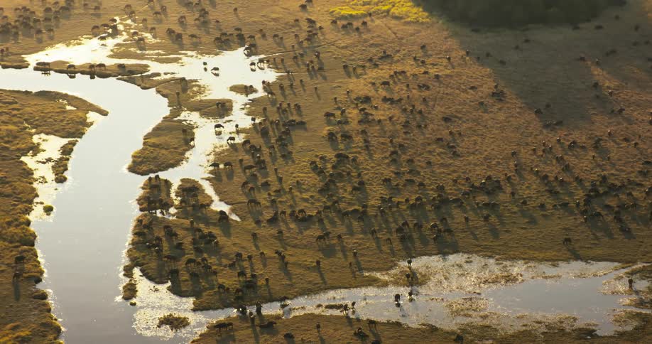 Aerial view of a river in a jungle with some animals