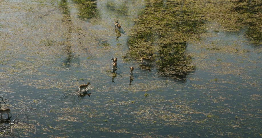 A bird flies over a group of red lechwes antelopes in the swamp